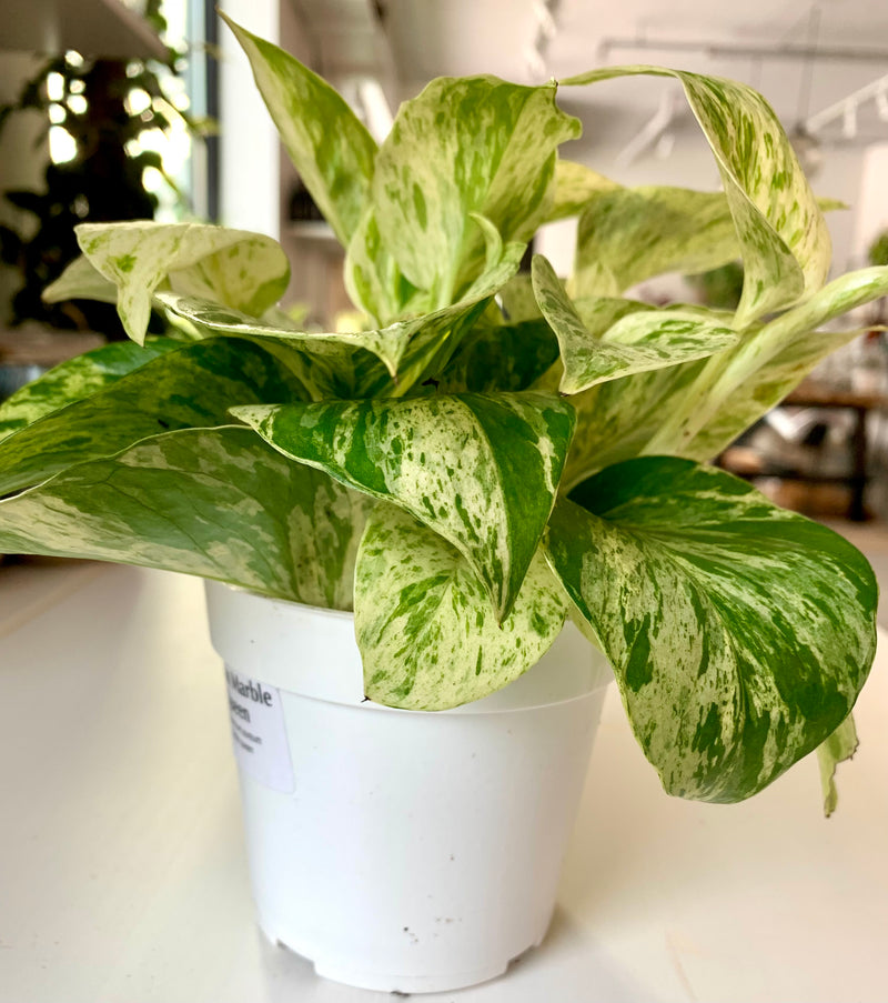 Pothos Marble Queen