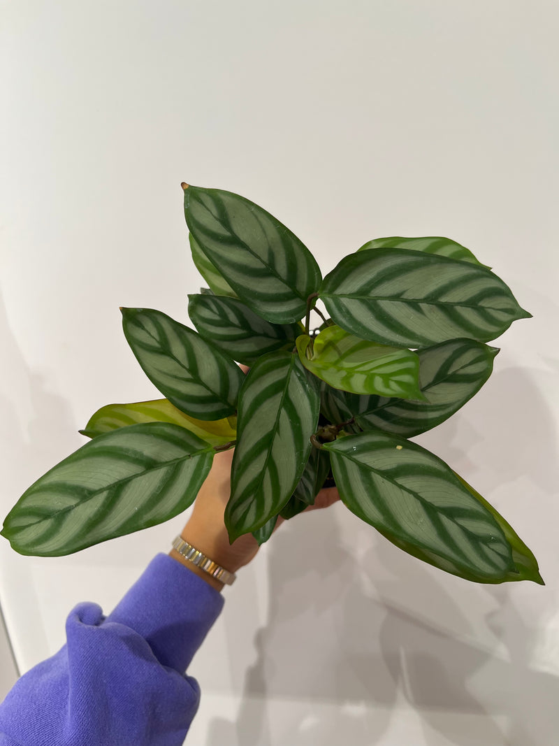 Calathea Setosa