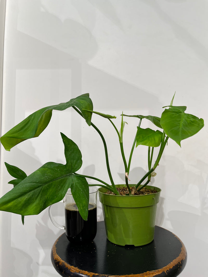 Philodendron | Camposportoanum