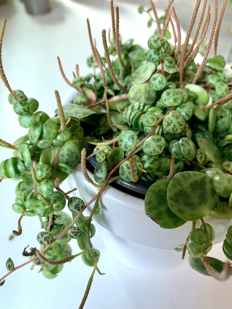 Peperomia Prostata - String of Turtles