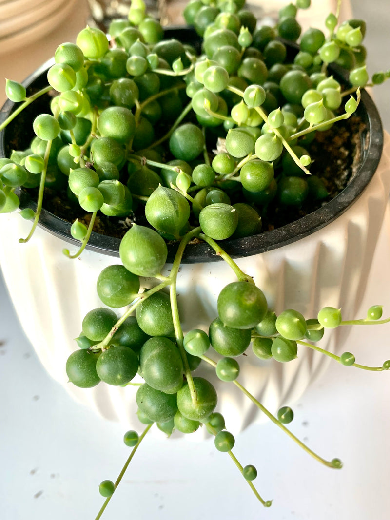 String of Pearls