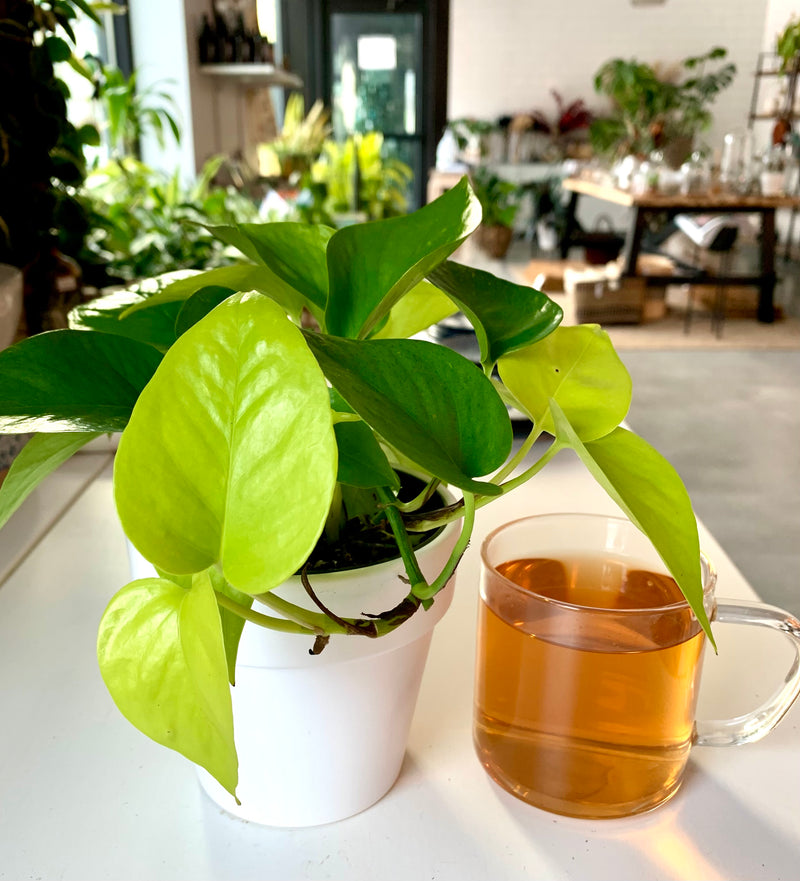 Pothos Neon