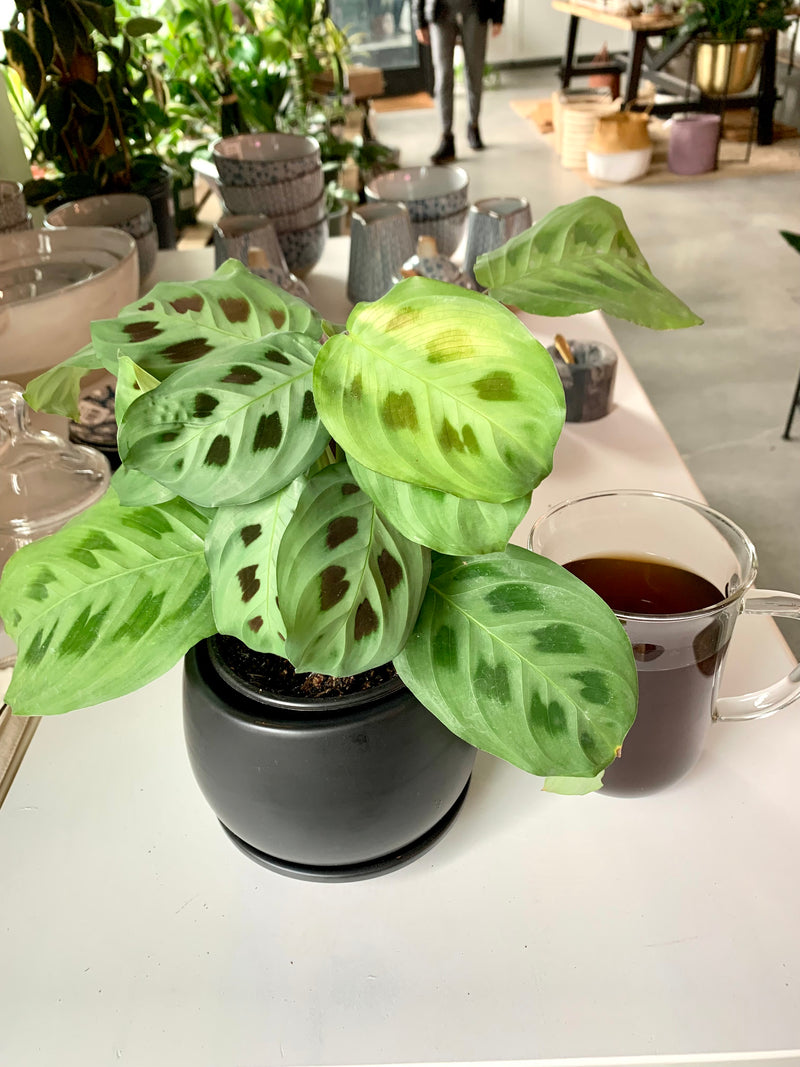 Maranta Green -Prayer Plant