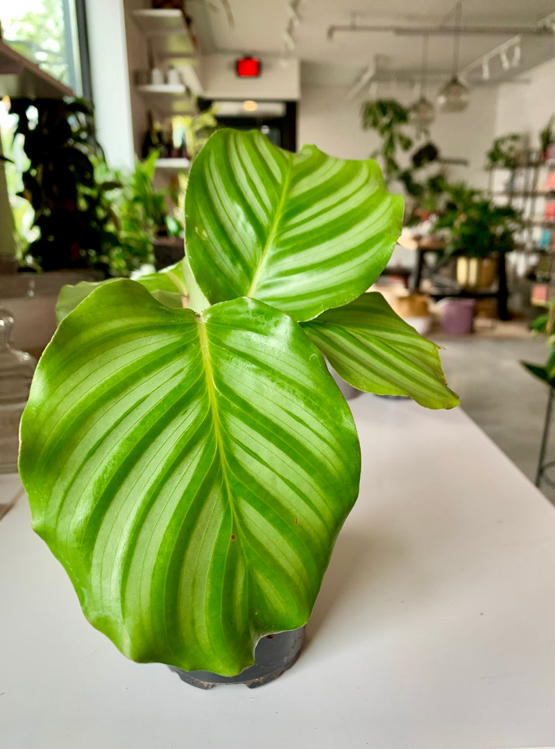 Calathea Orbifolia