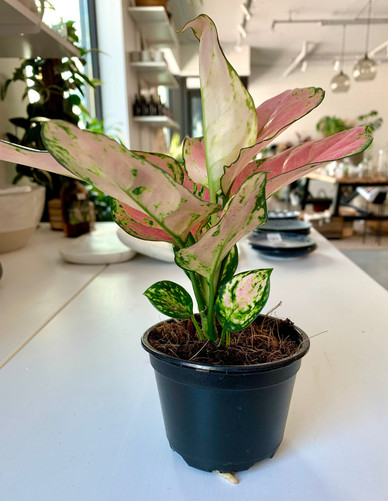 Aglaonema Cherry