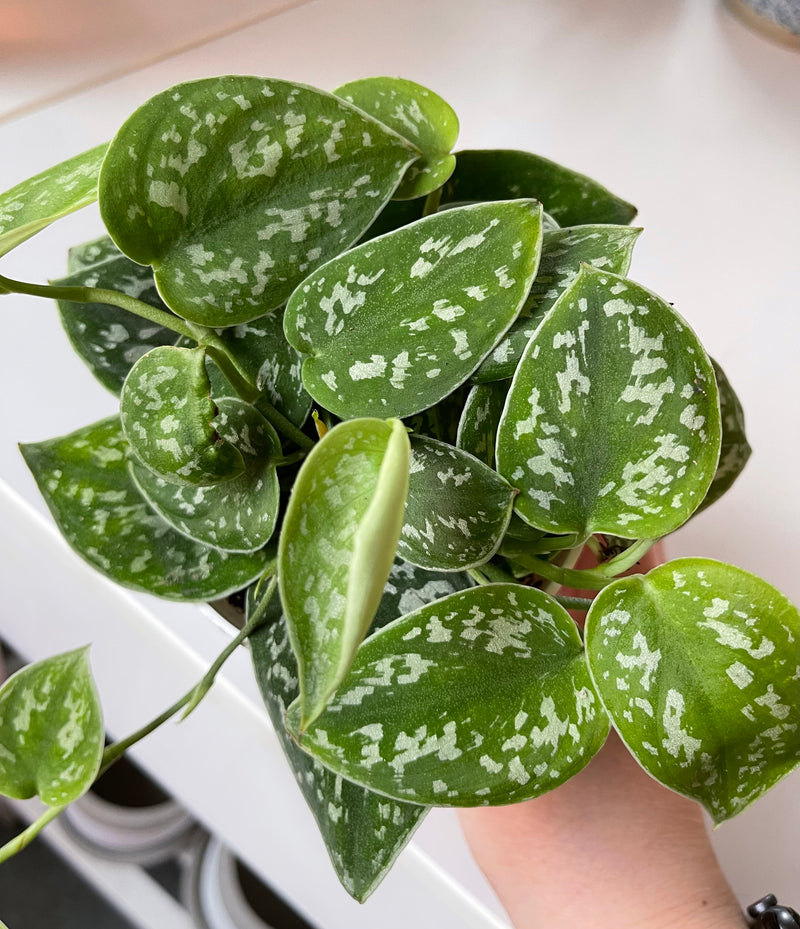 Scindapsus pictus Argyraeus - Pothos Satin