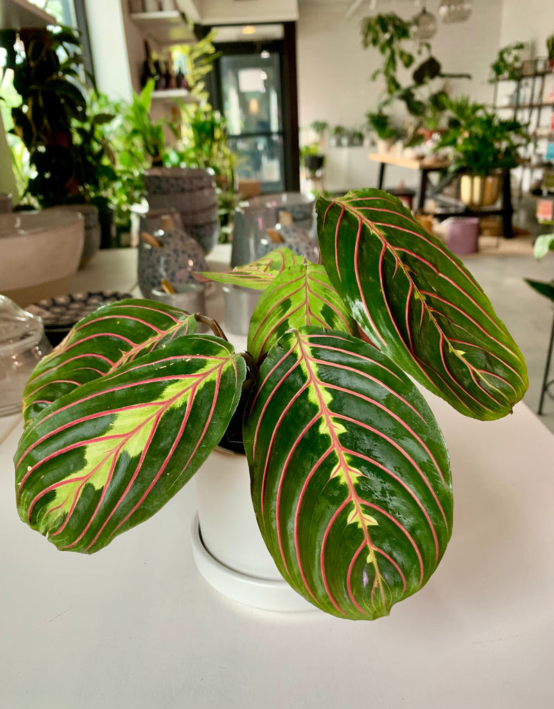 Maranta Red -Prayer Plant