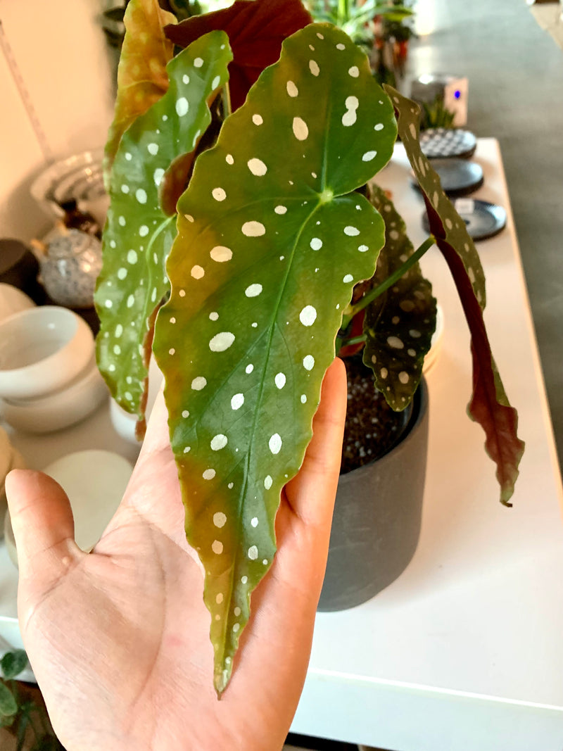 Begonia - Maculata