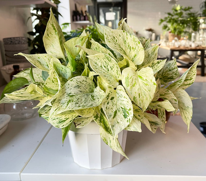 Pothos Snow Queen