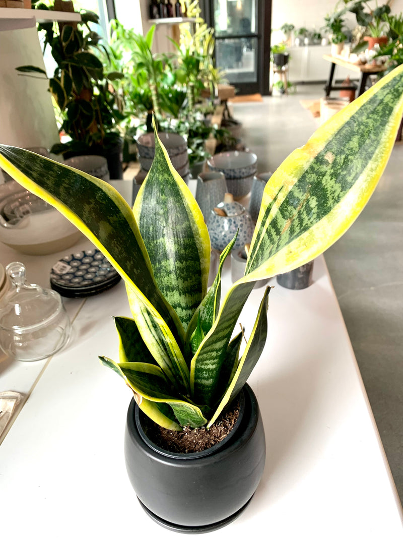 Sansevieria - Futura Superba