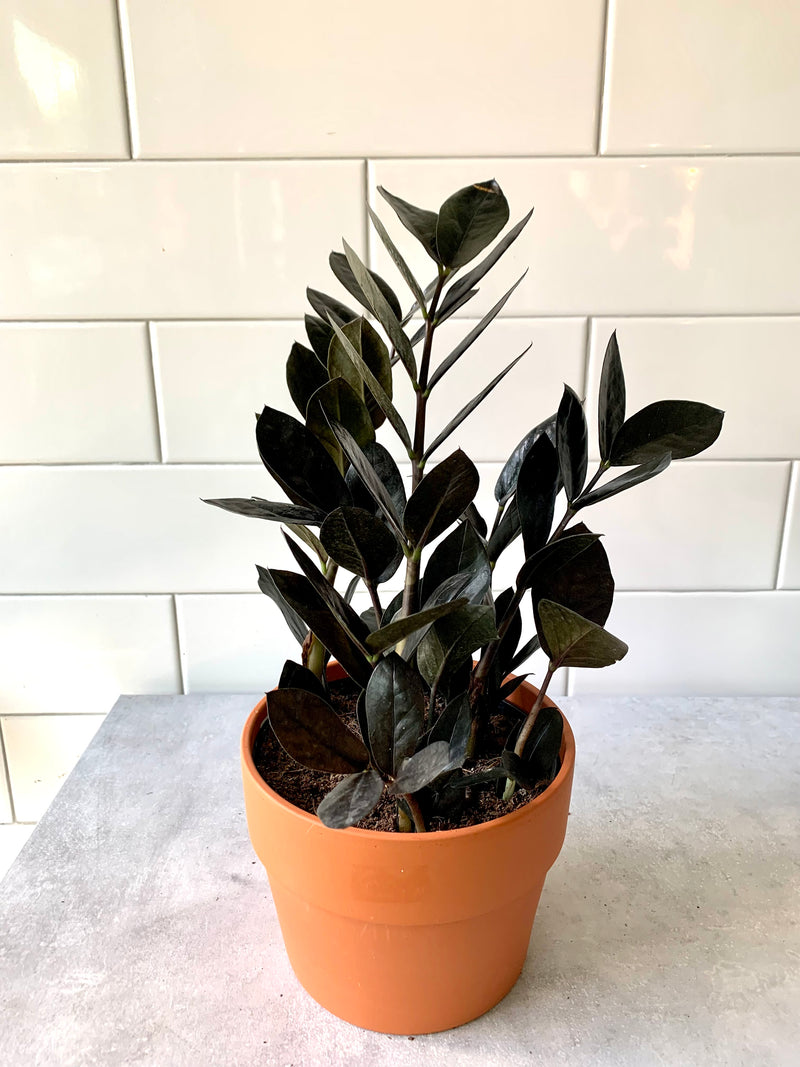 ZZ plant- Zamioculcas zamiifolia  Raven