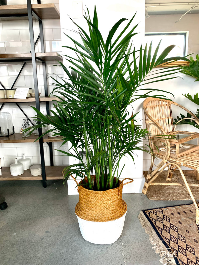 Palm | Catpalm