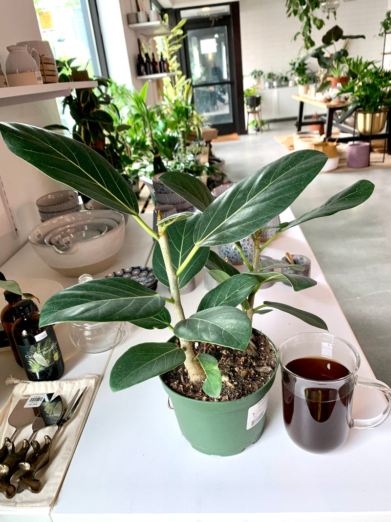 Ficus Audrey