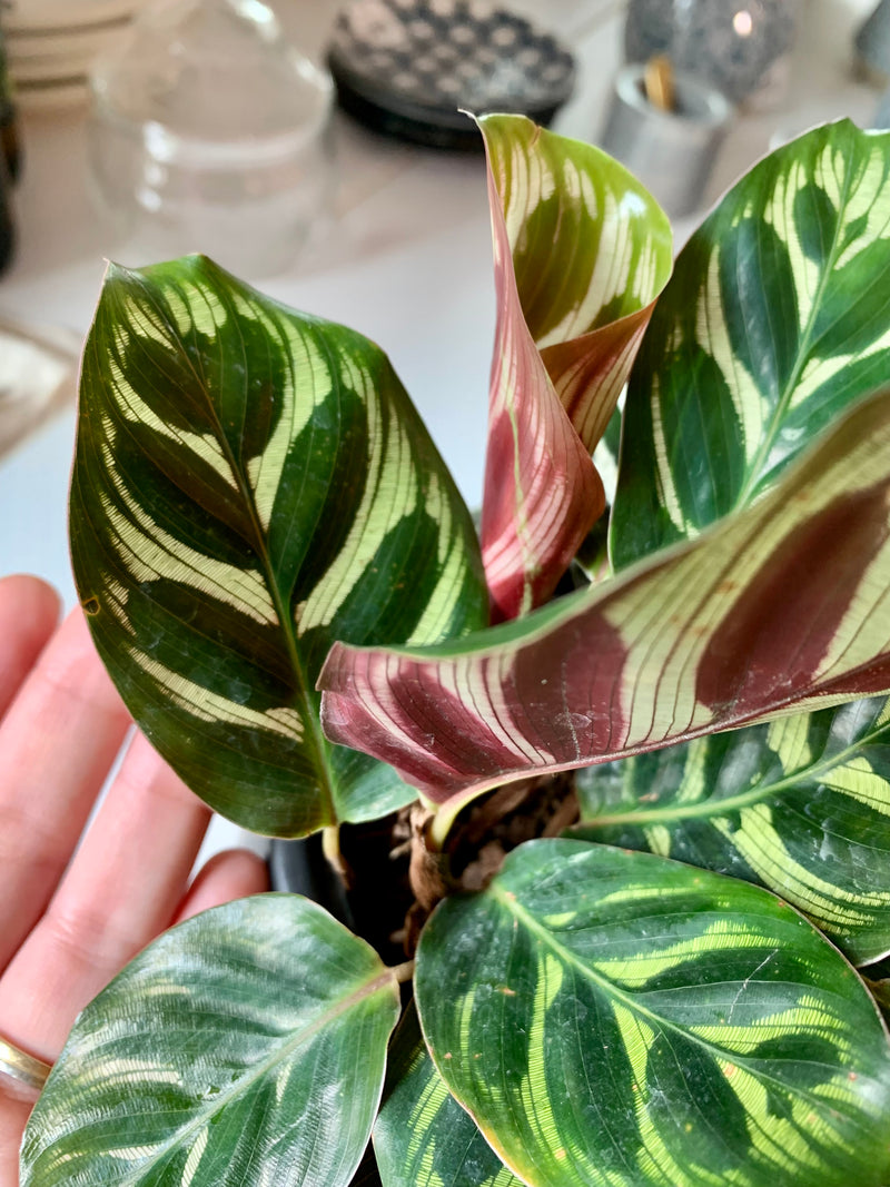 Calathea Makoyana