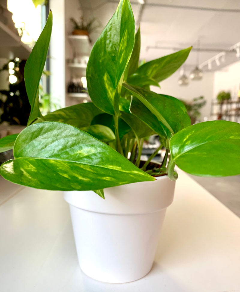 Pothos Golden