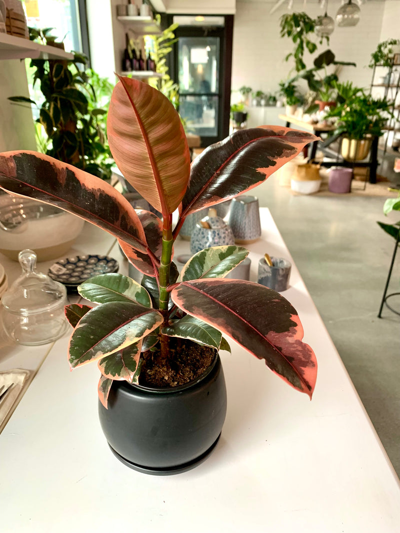 Ficus  Elastica Ruby