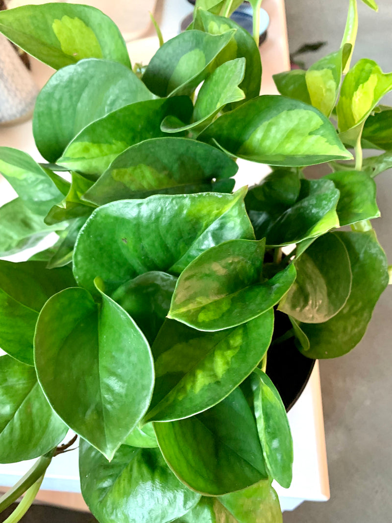 Pothos Global Green