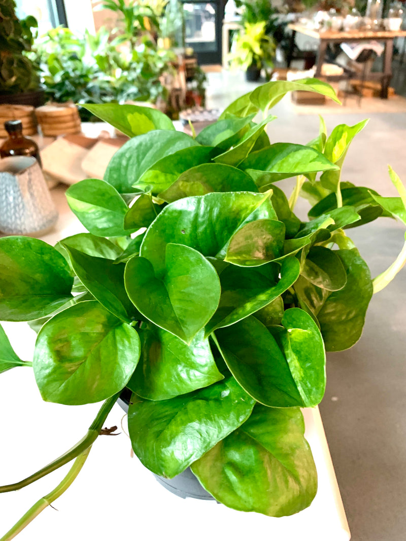 Pothos Global Green