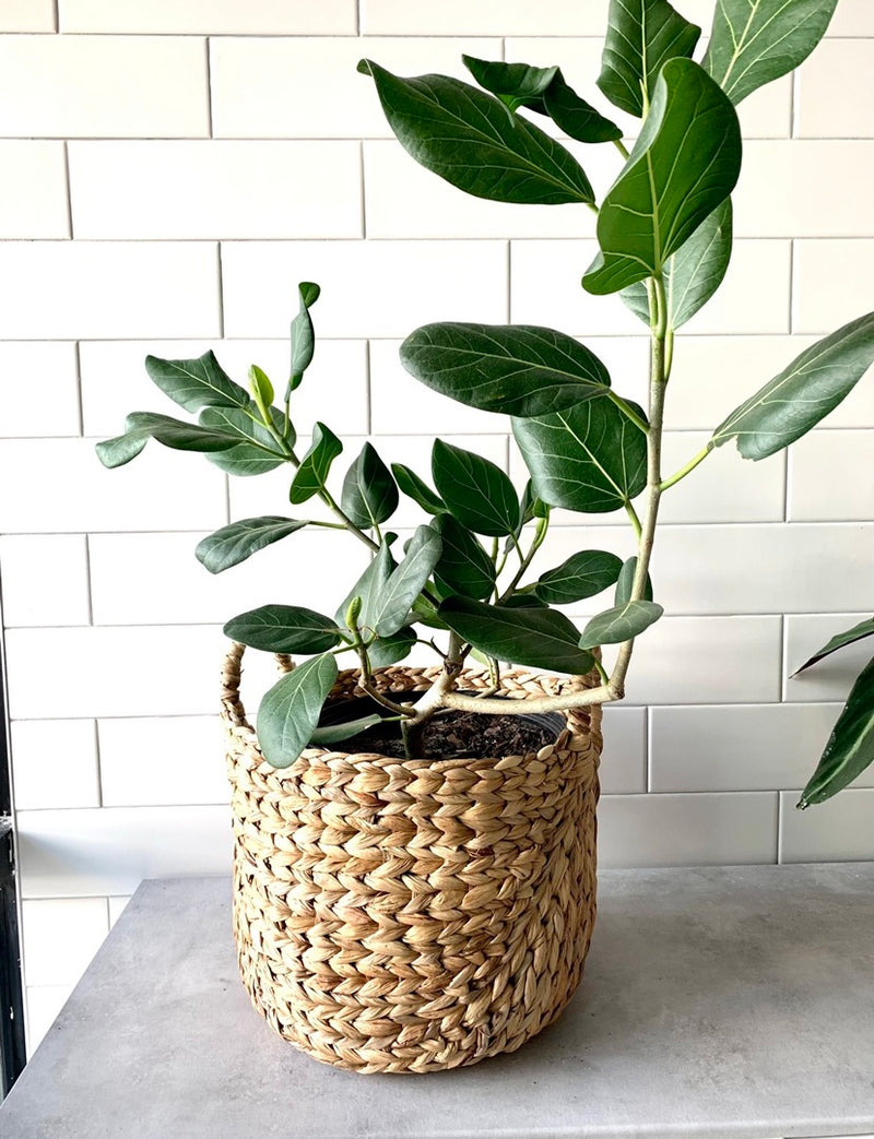 Ficus Audrey