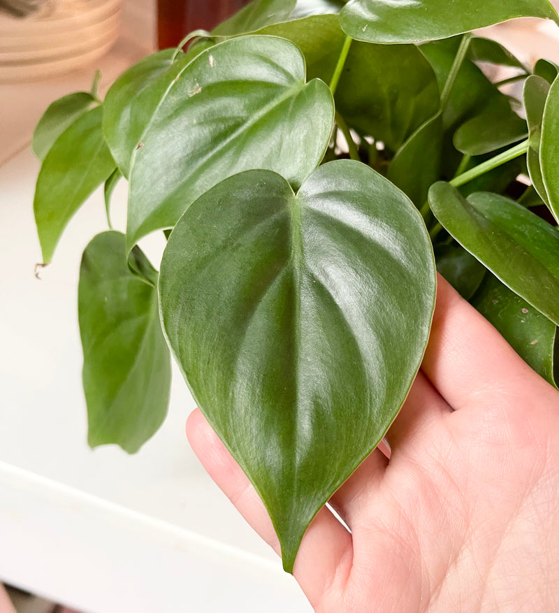 Philodendron Cordatum Green