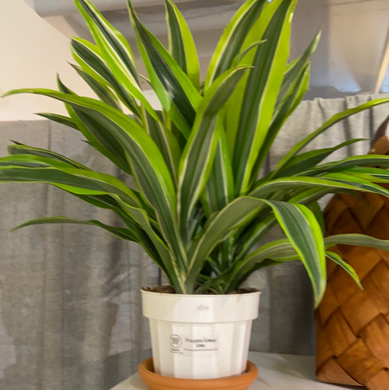 Dracaena lemon Lime