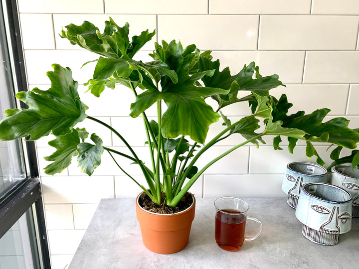 droopy philodendron selloum Philodendron Selloum |Lickety Split-Shangri La – Forget Me Not- Plants&Decor