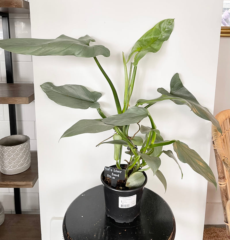 Philodendron Silver Sword