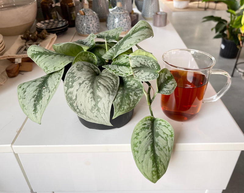 Scindapsus Pictus Exotica- Pothos Satin