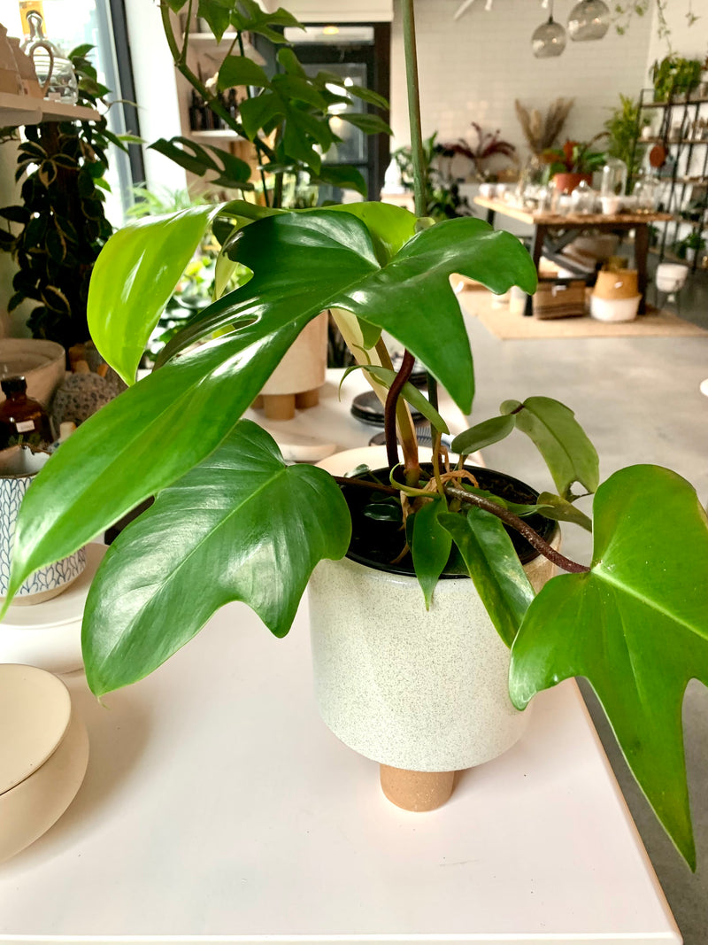 Philodendron Florida Beauty Green