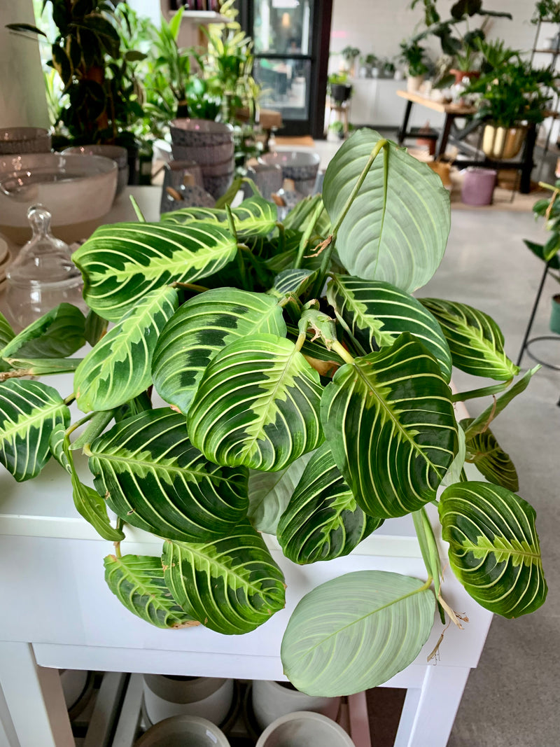 Maranta Lemon Lime -Prayer Plant