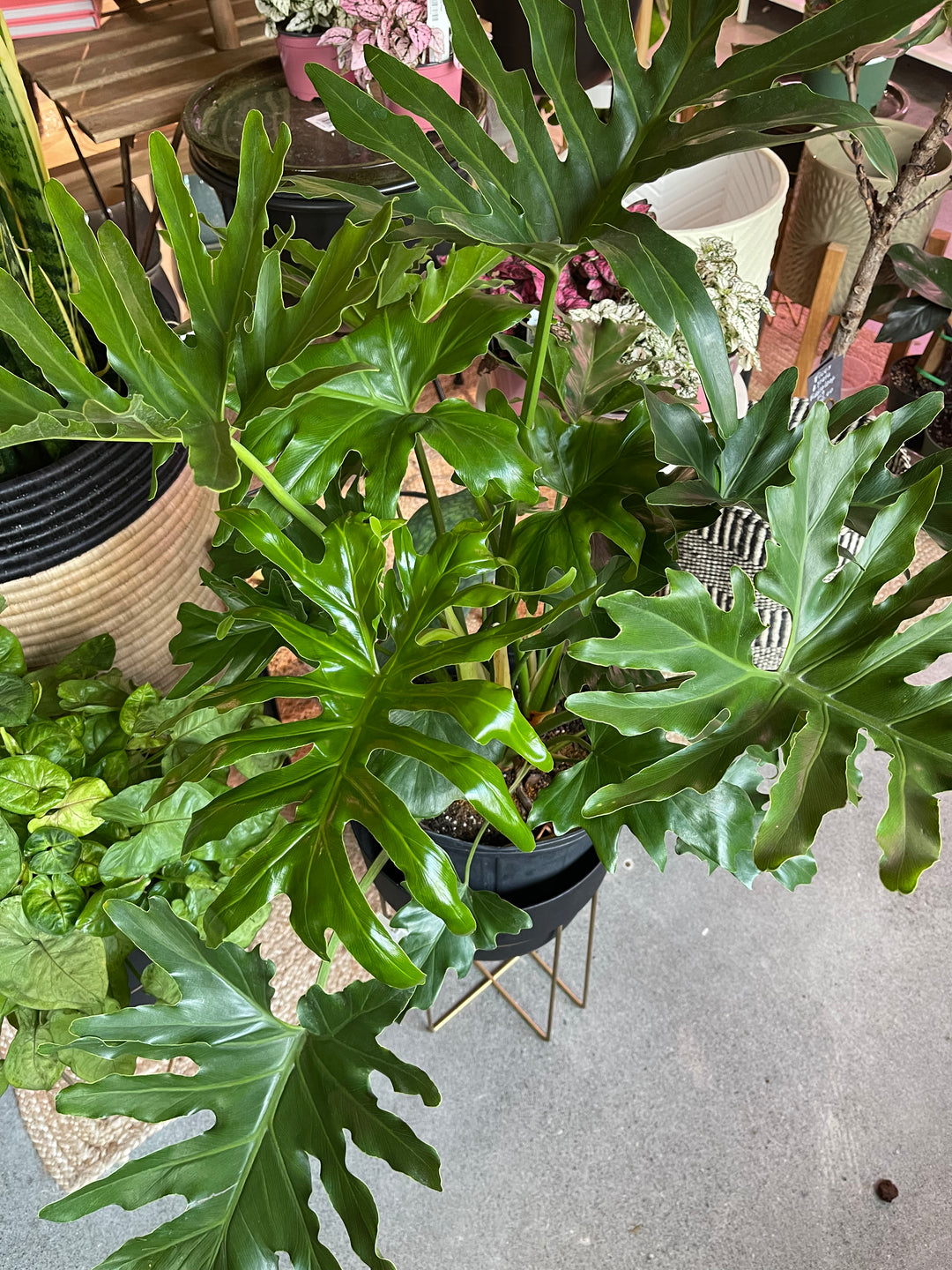 cut-leaf philodendron philodendron selloum 6-8 ft Philodendron Selloum |Lickety Split-Shangri La – Forget Me Not- Plants&Decor