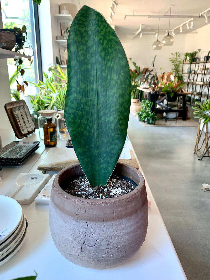 Sansevieria - Whale Fin