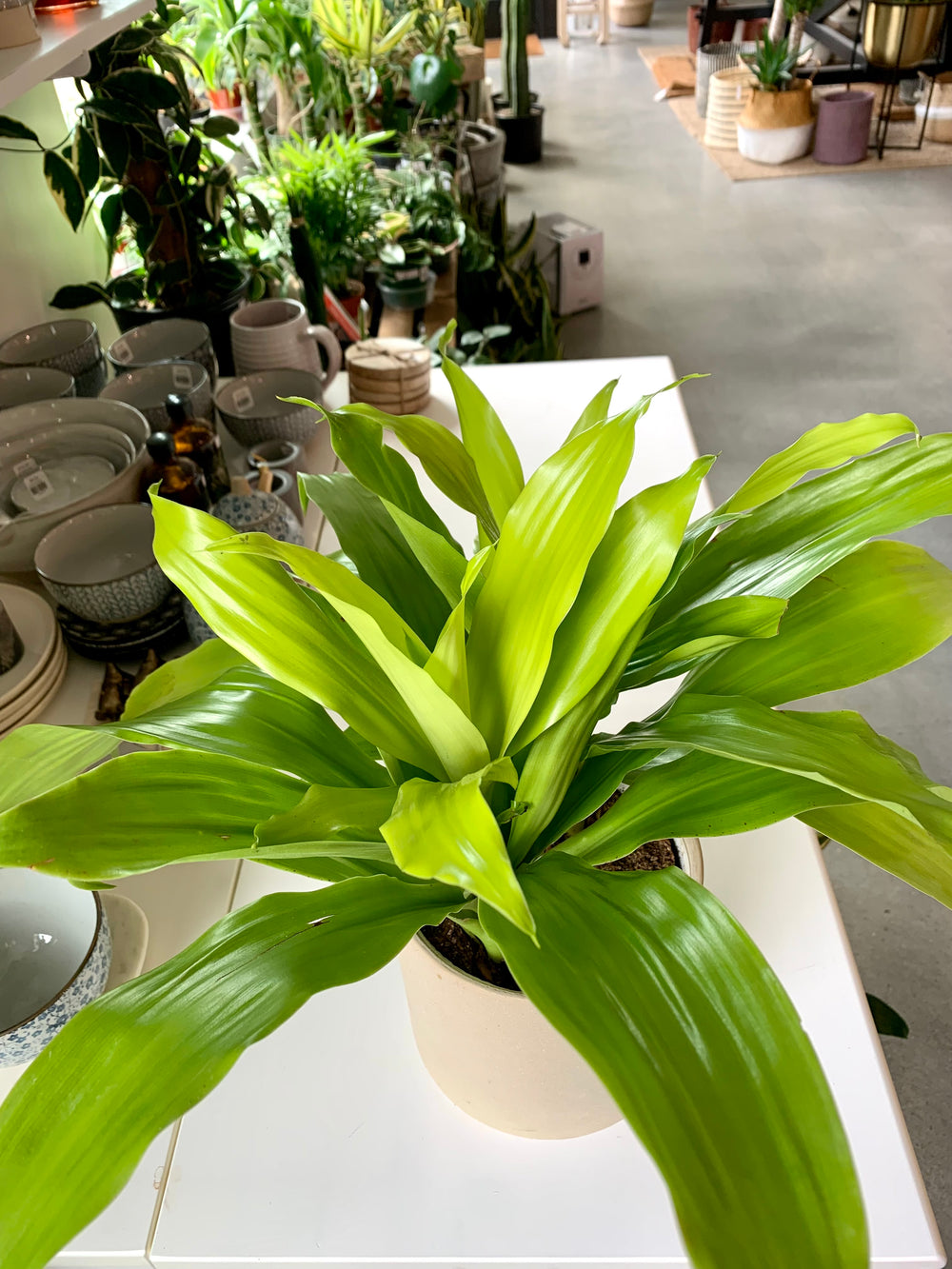 dracaena fragrans limelight Dracaena