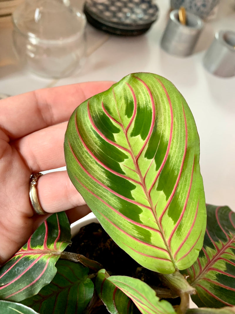 Maranta Red -Prayer Plant