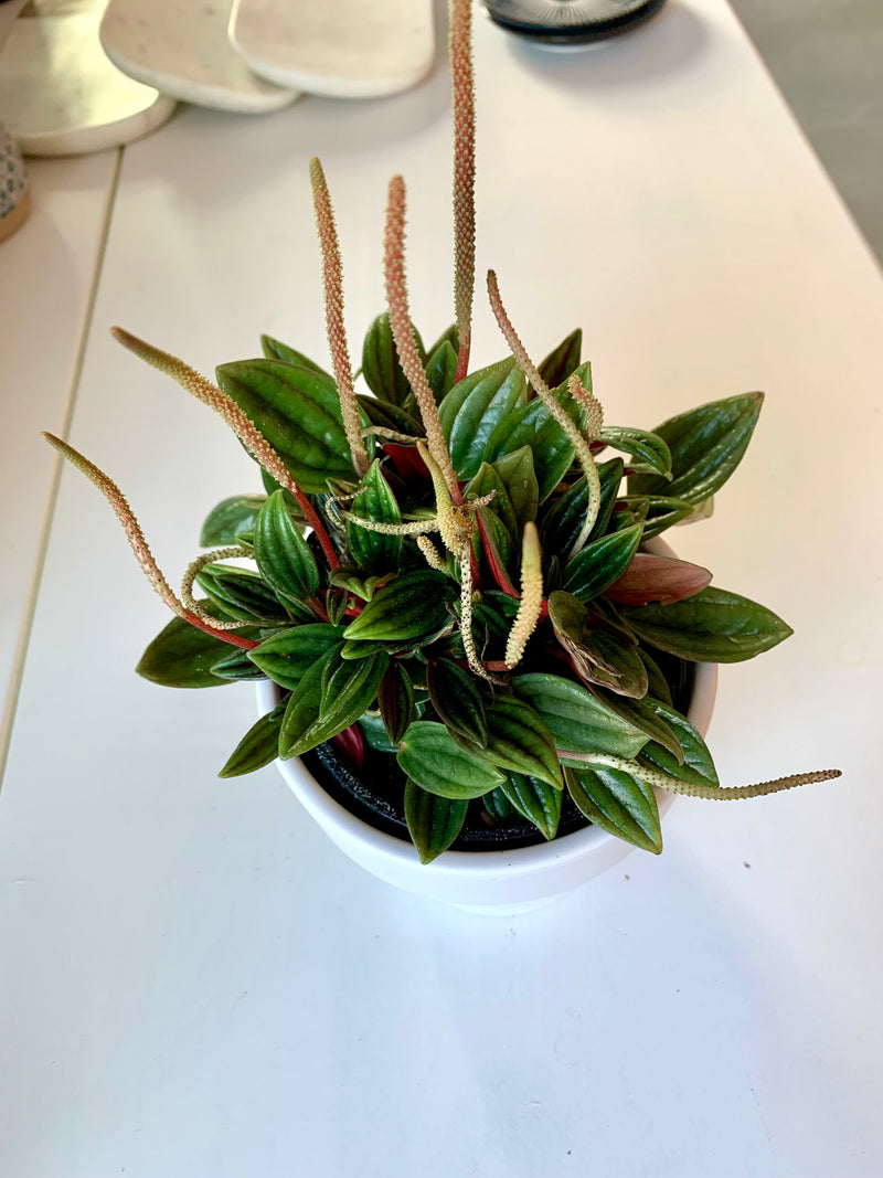 Peperomia Rosso