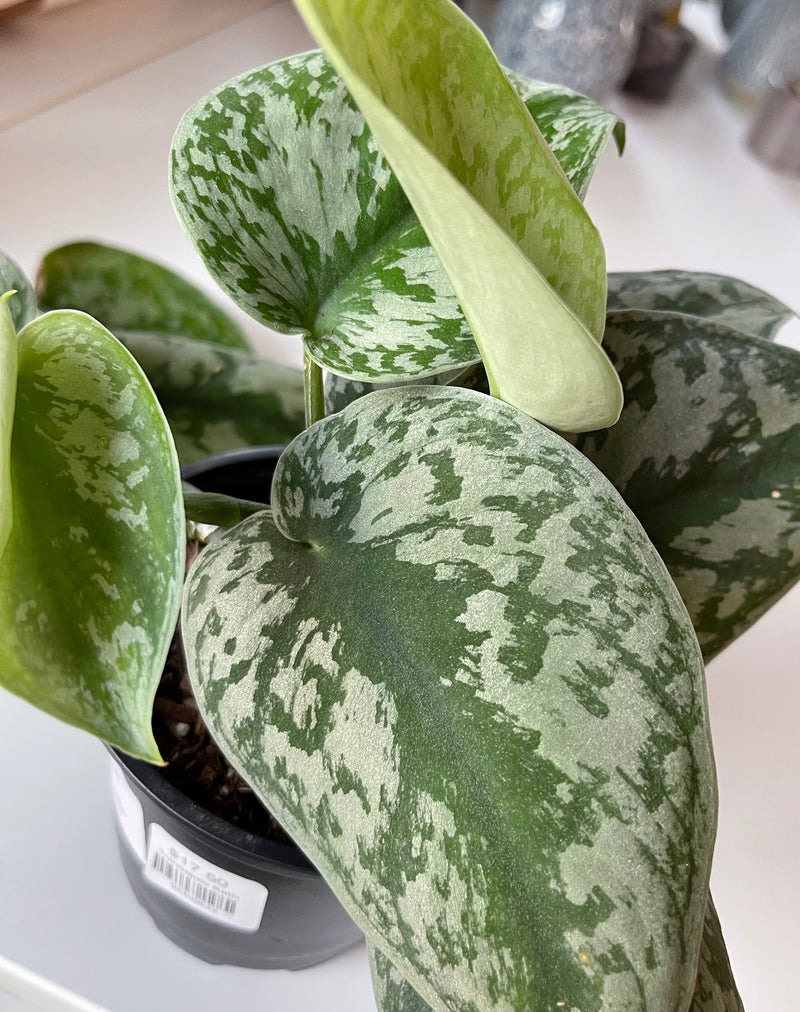 Scindapsus Pictus Exotica- Pothos Satin