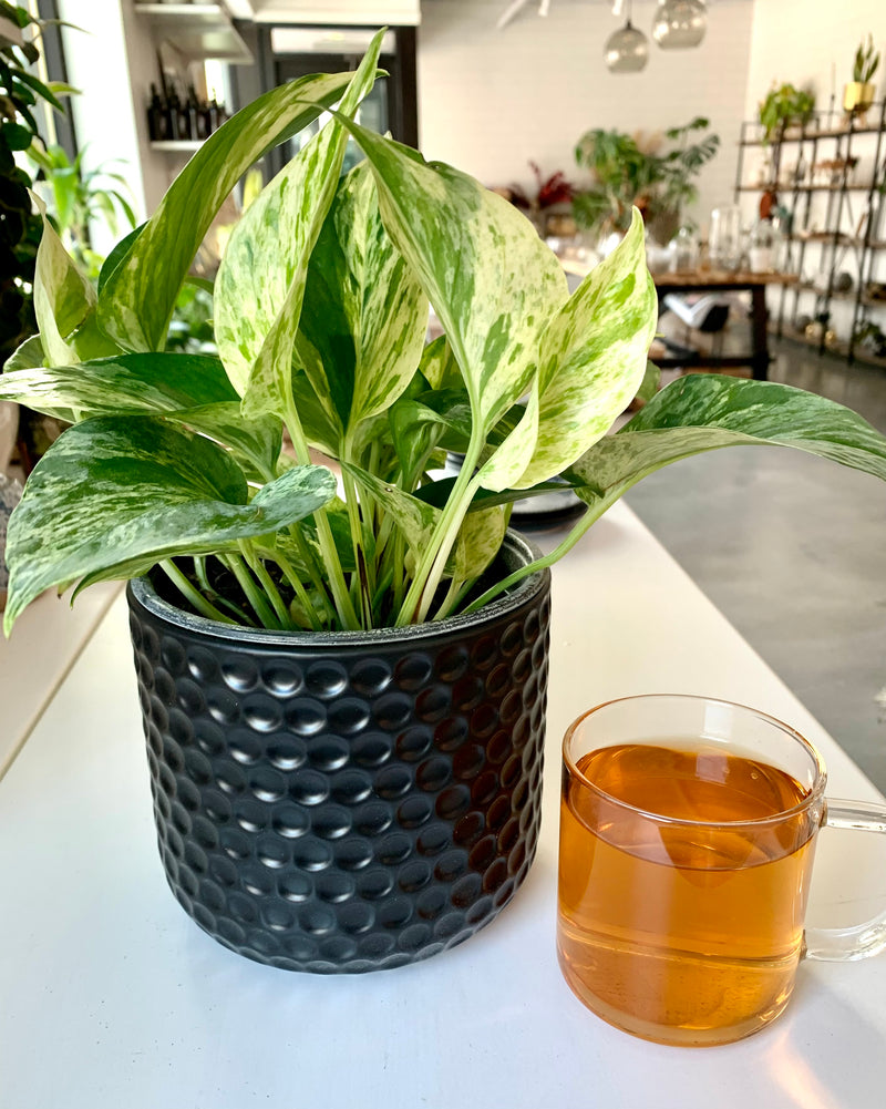 Pothos Marble Queen