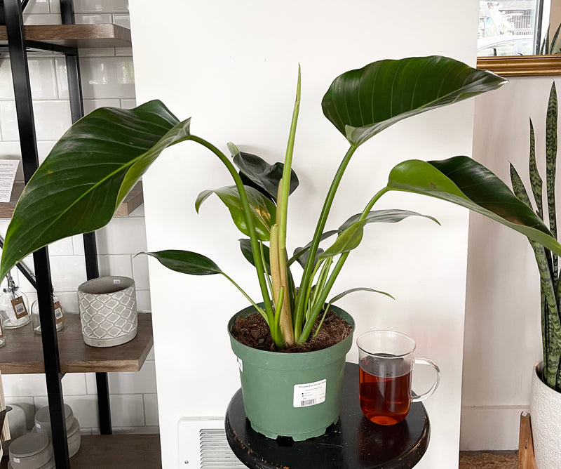 Philodendron Congo Green