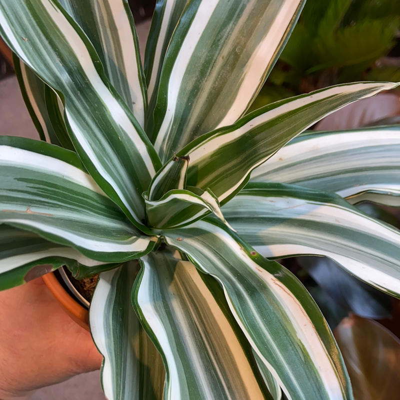 Dracaena White Bird-warneckii