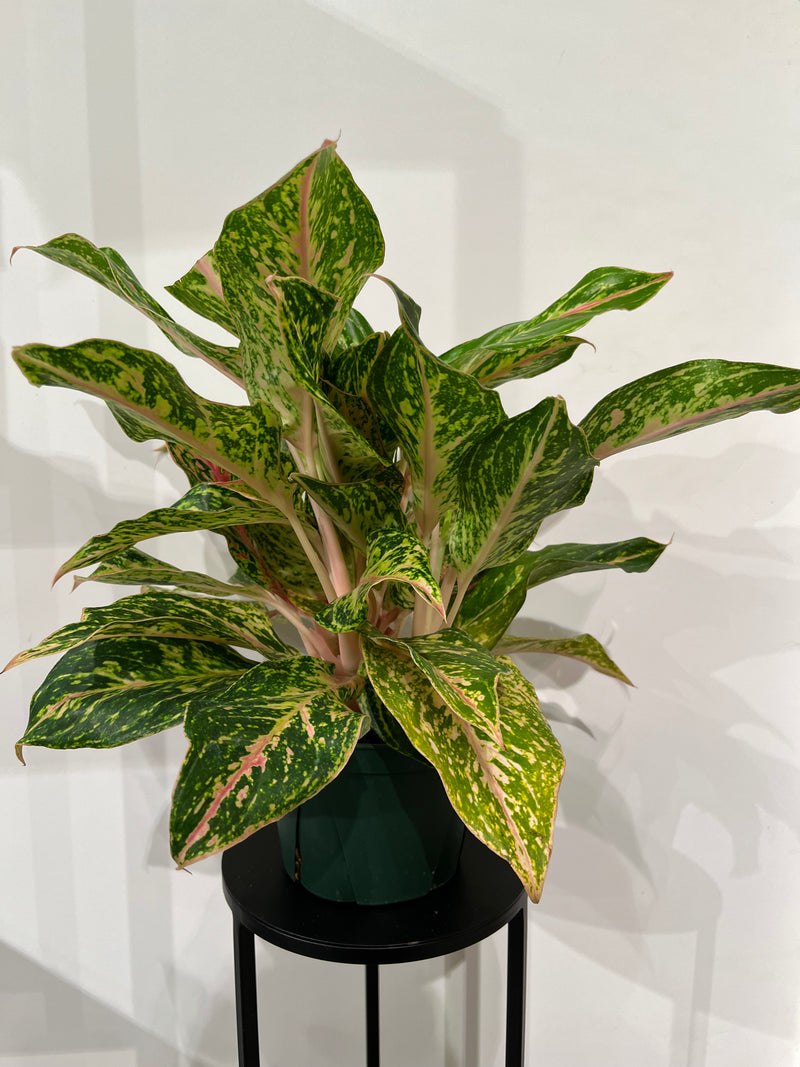 Aglaonema "Butterfly"