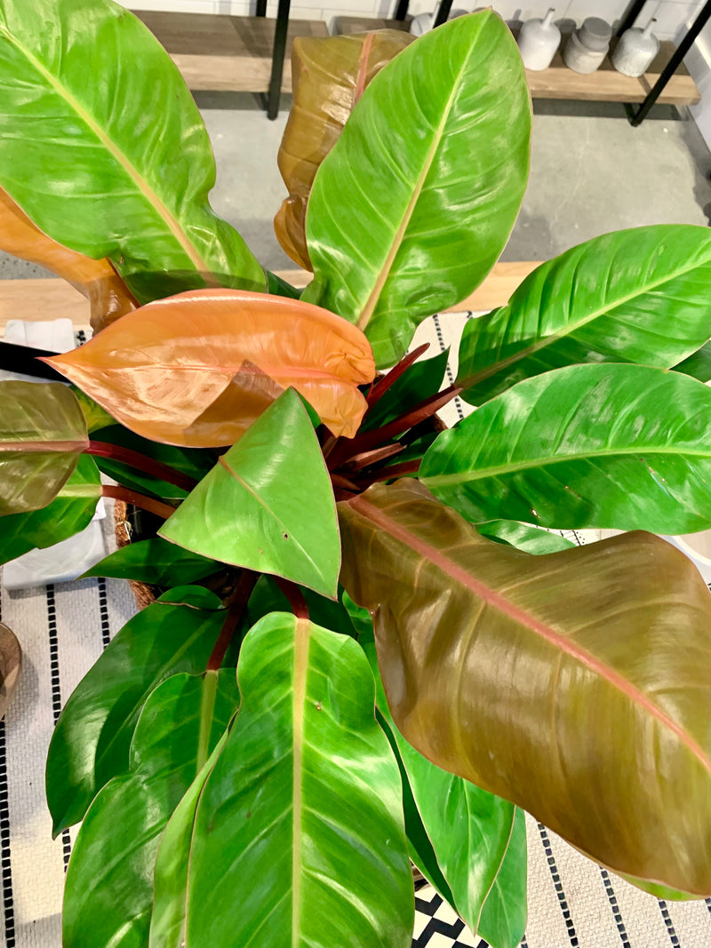 Philodendron Prince of Orange