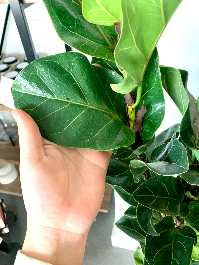 Ficus Lyrata "Bambino"- Little Fiddle "Bambino"