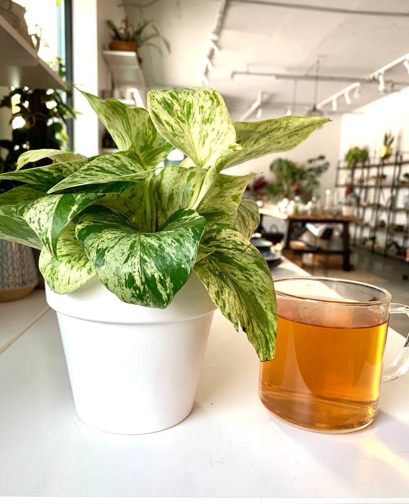 Pothos Marble Queen