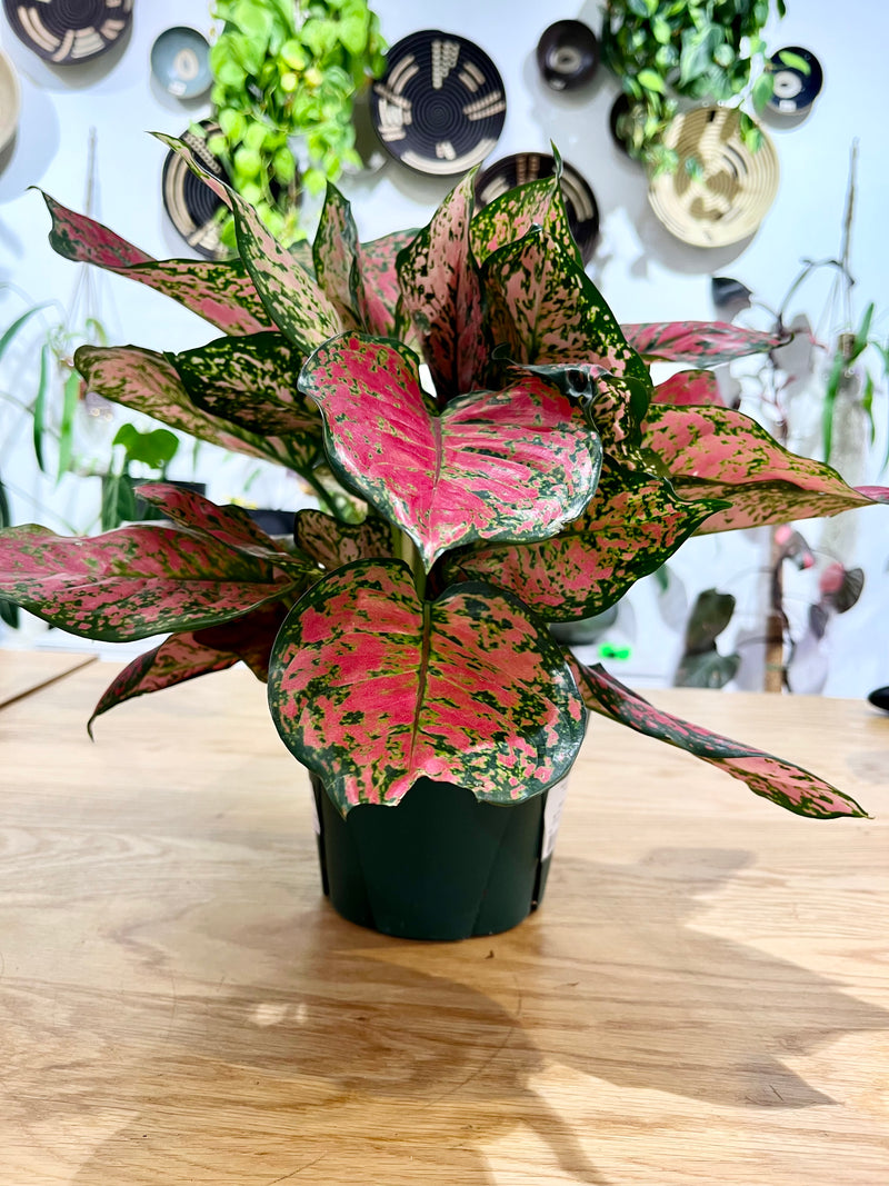 Aglaonema Lady Valentine