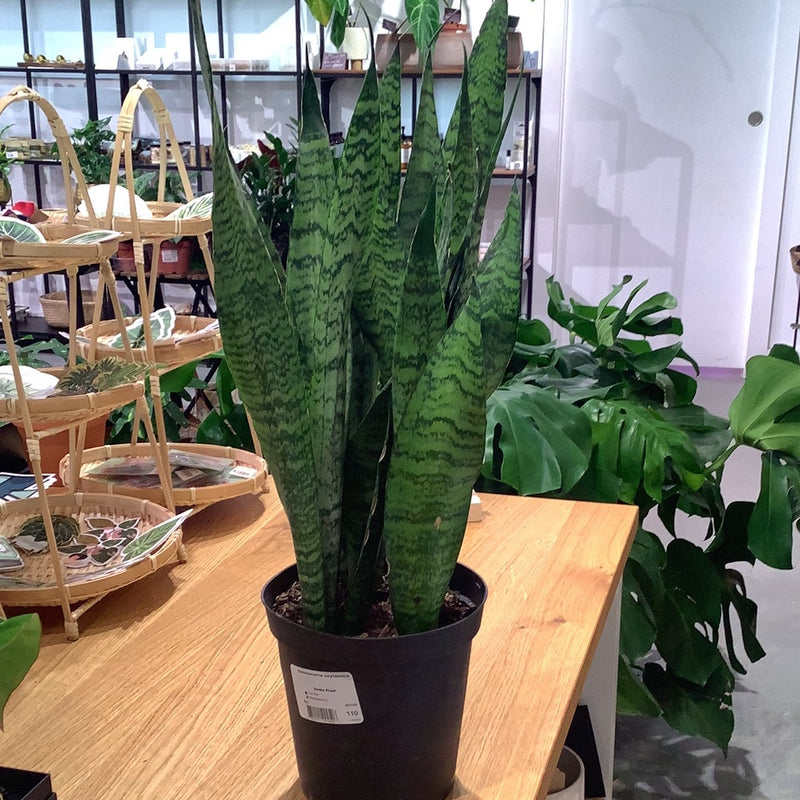 Sansevieria Zeylanica