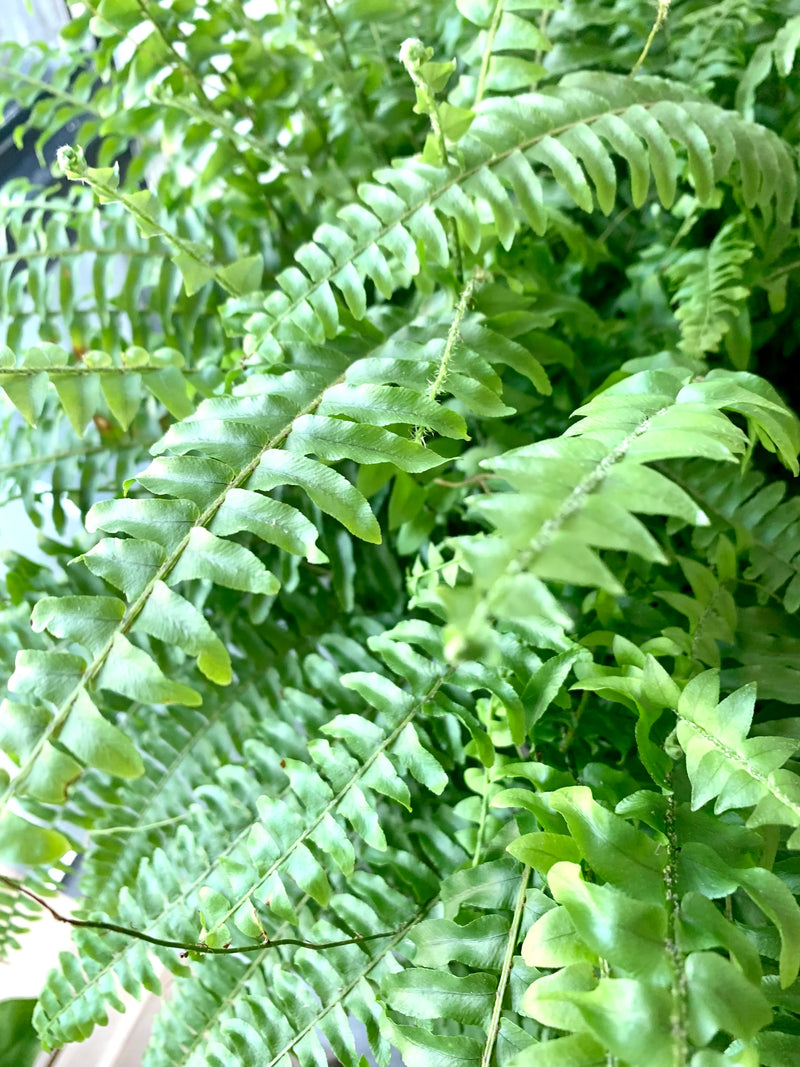 Boston Fern