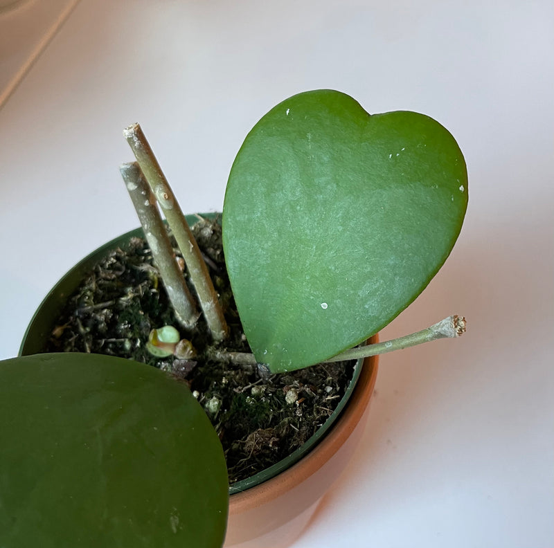 Hoya Kerri | Varigated