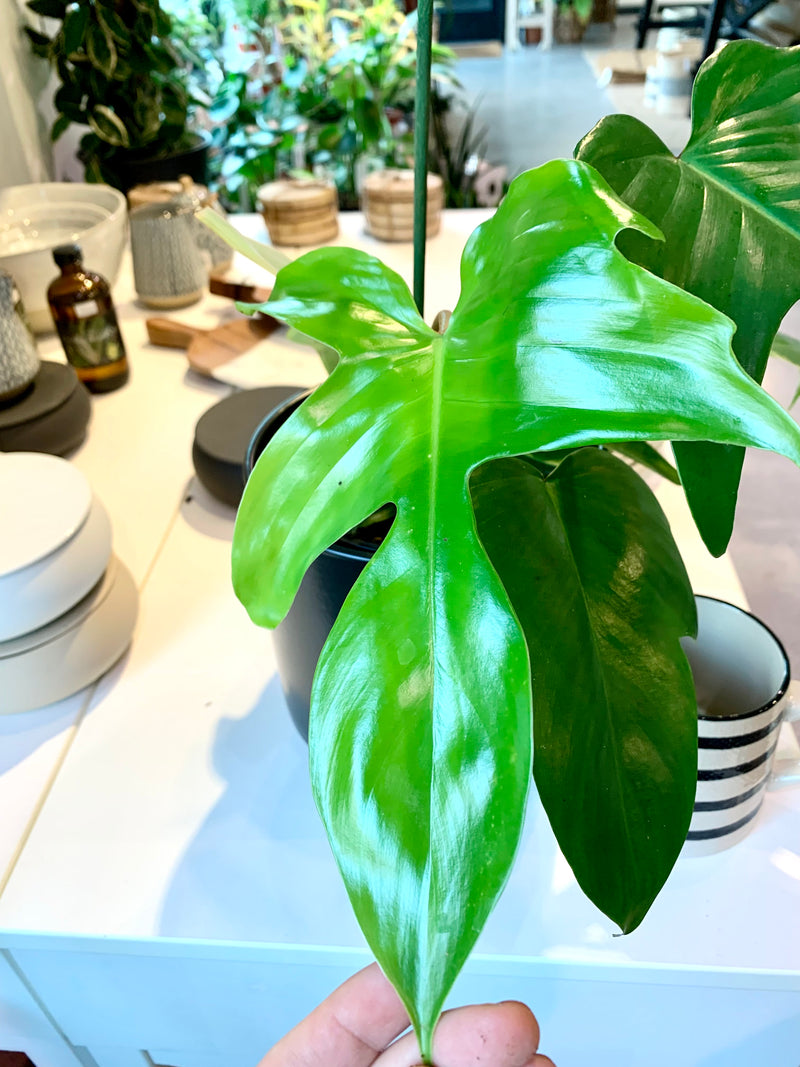 Philodendron Florida Beauty Green