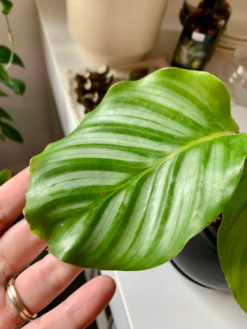 Calathea Orbifolia