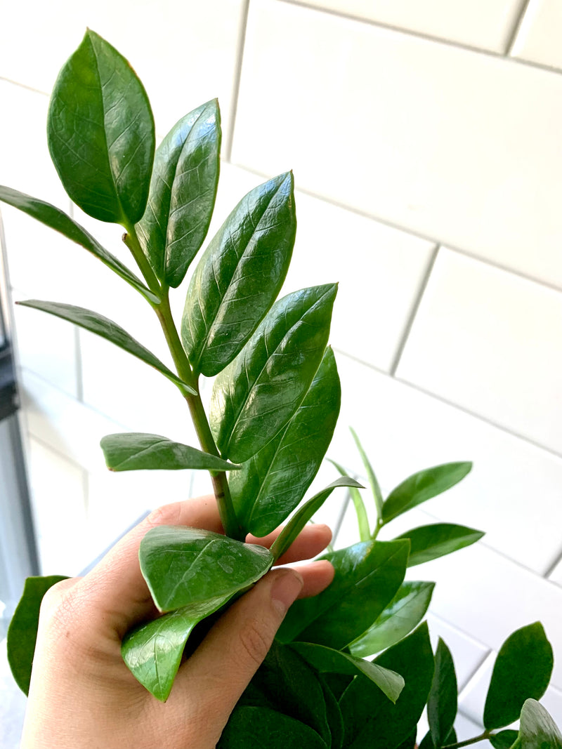 ZZ Plant- Zamioculcas zamiifolia